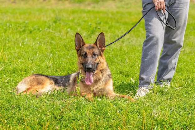 A large beautiful shepherd dog sits on the grass at the feet of the owner during a walk in the park in sunny weather