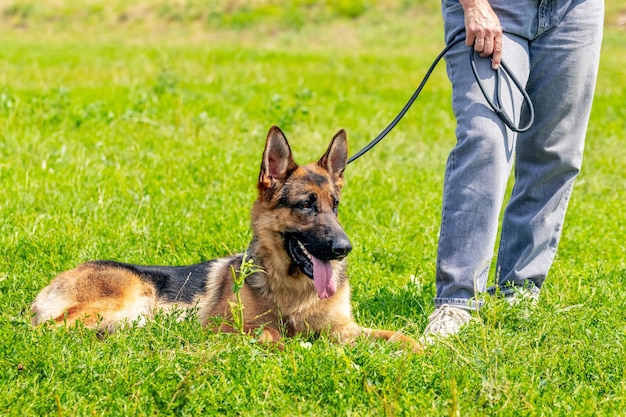 A large beautiful shepherd dog sits on the grass at the feet of the owner during a walk in the park in sunny weather