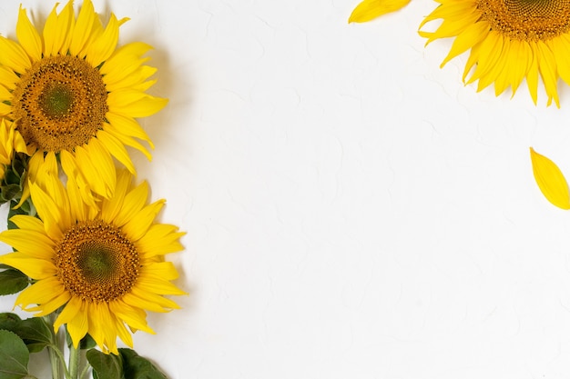 Large beautiful yellow sunflowers in white wall. Bloom sunflowers