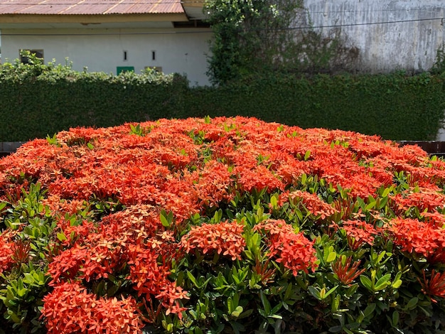 A large bed of flowers with a building in the background