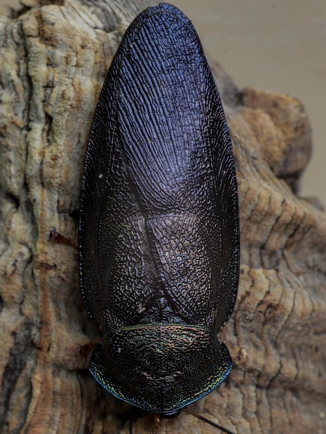 Photo a large beetle is on a log