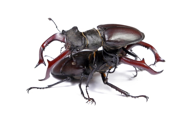 赤い尾を持つ大きなカブトムシが示されています。