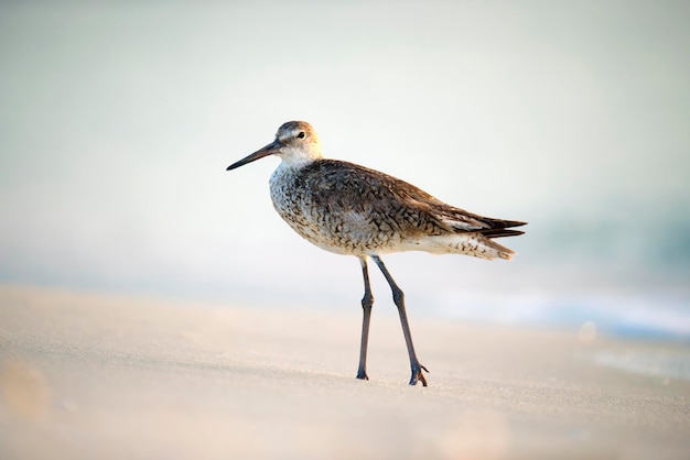 Large Billed Dowitcher wilde zeevogel op zoek naar voedsel aan zee in de zomer