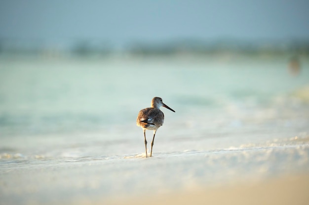 Large Billed Dowitcher wilde zeevogel op zoek naar voedsel aan zee in de zomer