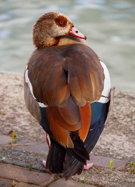 Large bird Nile goose Egyptian goose Alopochen aegyptiaca in Netherlands