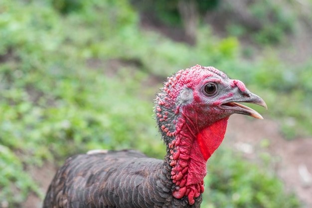 大きな鳥のポーズとカメラ目線 赤い頭と首の食べ物のコンセプトを持つ大きな鳥