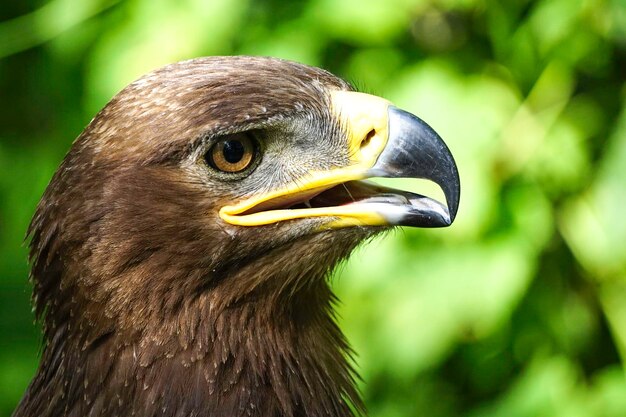 A large bird of prey on a green natural background