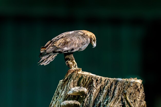 Large bird of prey