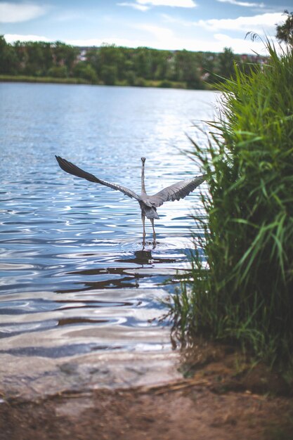 Large bird with a wingspan flying on the lake