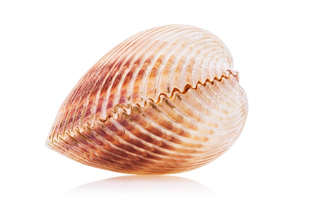 Large bivalve seashell isolated on white background Stacked photo