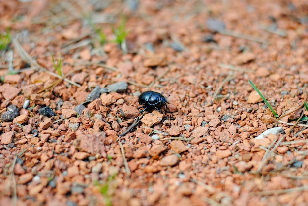 A large black beetle crawls over small stones