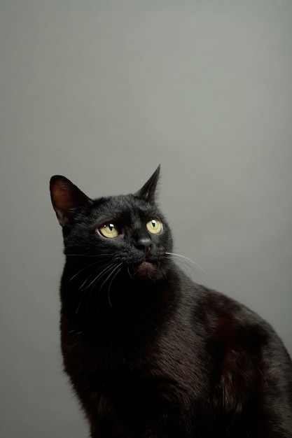 Large black cat on grey background with studio light