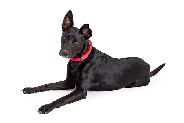 Large Black Crossbreed Dog Red Collar Lying Down