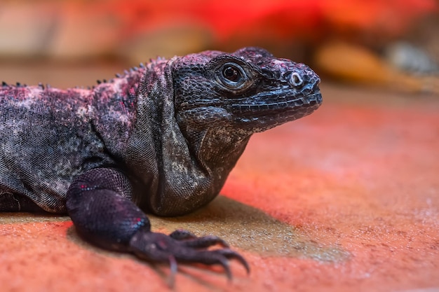 A large black lizard is in its terrarium under the rays of a lamp