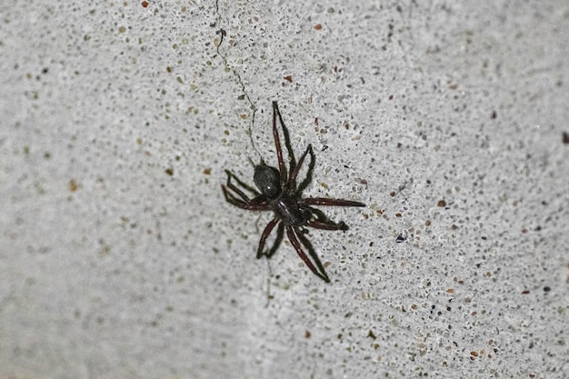 a large black spider crawls along an old gray wall with a crack