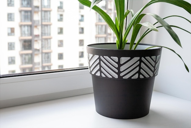 A large black and white pot with a green plant stands on a white wide windowsill by the window