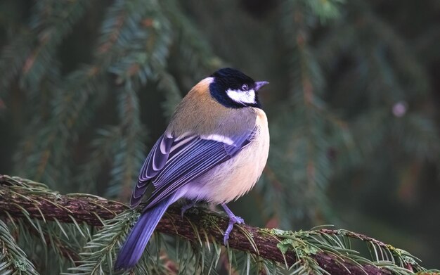 Photo large black and yellow tit sits on a fir branch, close-up