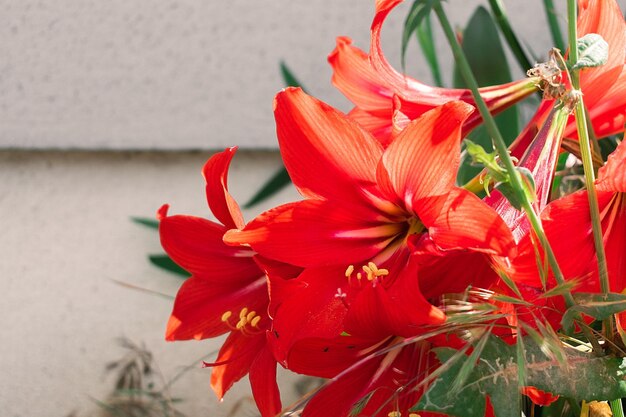 Large blossoming flowers of red lilies