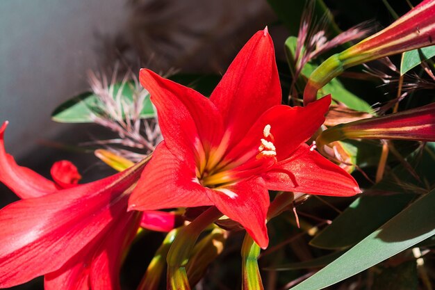 Large blossoming flowers of red lilies.