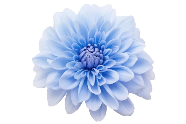 Photo large blue flower on white background on a white or clear surface png transparent background