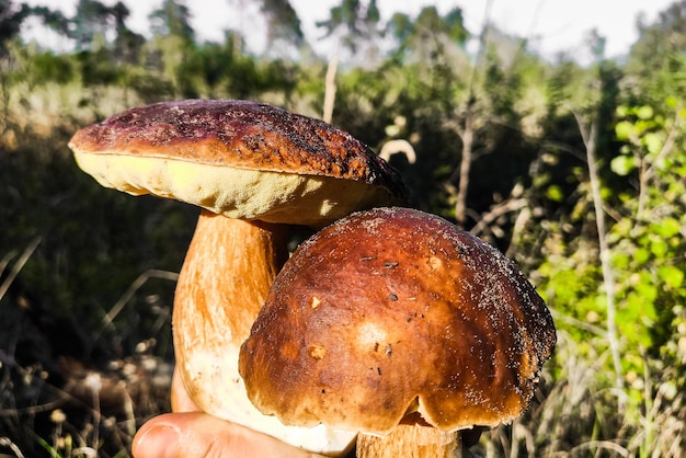 A large Boletus edulis mushroom in the hands of a forester