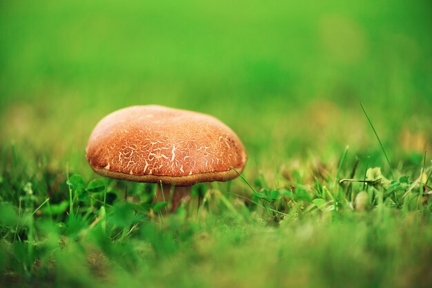 Large boletus in forest, edible mushroom porcini with sun leaks effect. found mushrooms under a tree during mushrooming