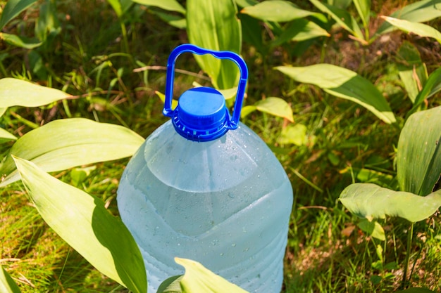 ユリの芽の隣の森に、新鮮できれいな飲料水の大きなボトルが立っています。