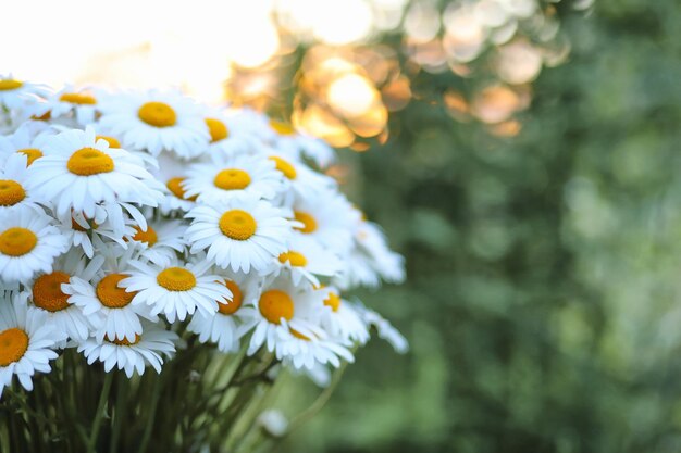 Large bouquet of field chamomiles