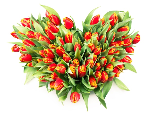 Large bouquet of red tulips on a white background