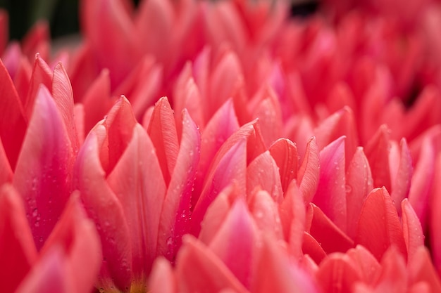 Large bouquet of tulips on a blurred background