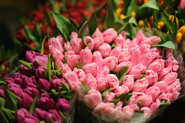 Large bouquets of purple and pink tulips