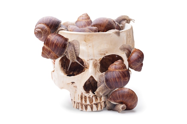 A large bowl of human skull filled with snails. Halloween cocktail