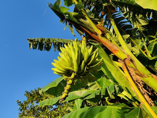 バングラデシュのバナナの木にある大きなバナナの枝。野菜としての調理に適しています。