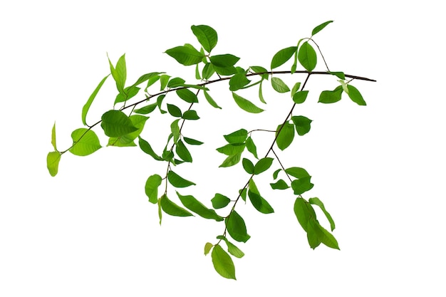 a large branch of bird cherry or birch with green leaves isolated on a white background