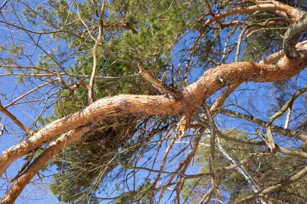 A large branch of a pine tree against the blue sky