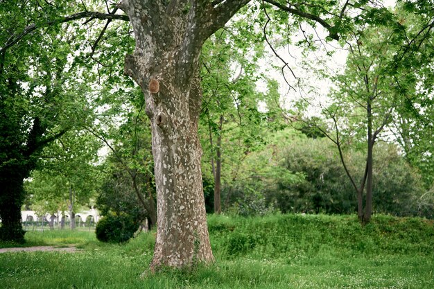 Large branchy plane tree on a green lawn in the park