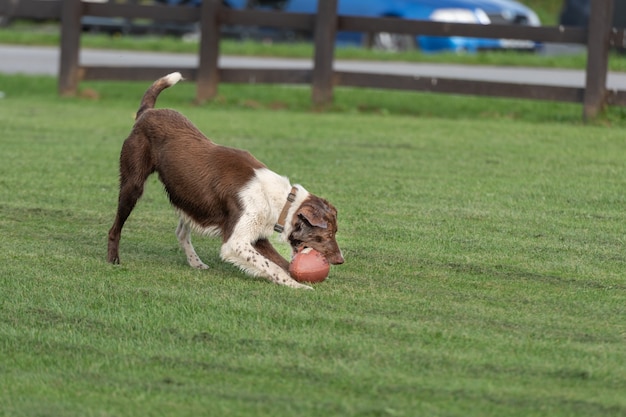 Cane di taglia grande che gioca con la palla da rugby