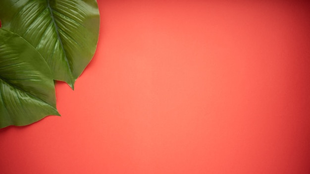 Large bright green leaves of the ficus tree on a bright red background. Flat lay.