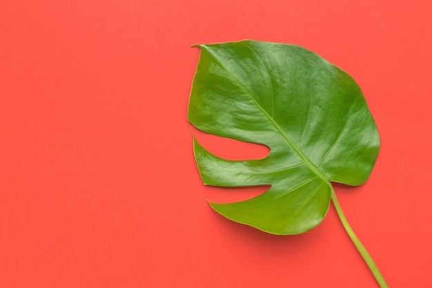 A large bright green monstera leaf on a red background