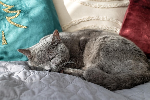 Large british cat sleeps on the bed near the pillows.