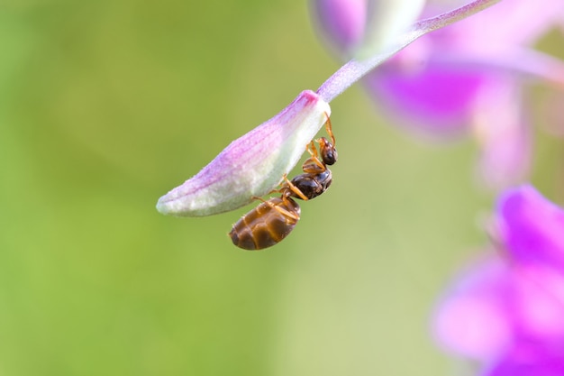 大きな茶色のアリが足で小さな花をつかみます