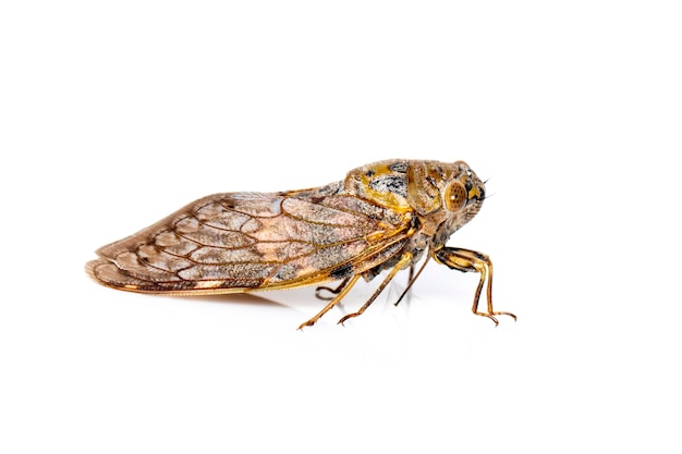 large brown cicada insect isolated. Insects.