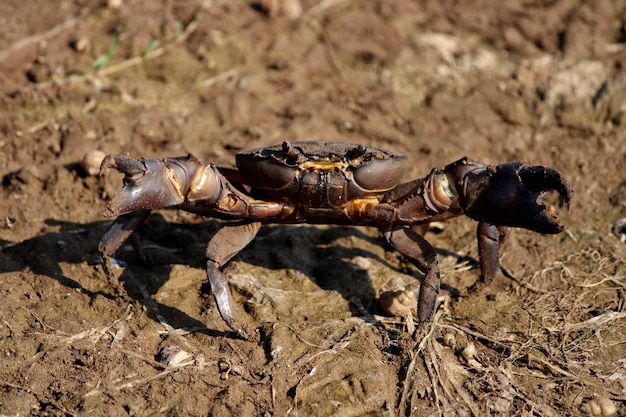 A large brown crab is on the ground in a field.