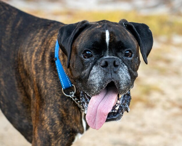 The large brown dog is wearing a blue collar and has its tongue out