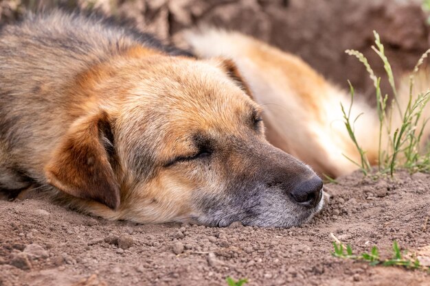 A large brown dog lies in a dug pit