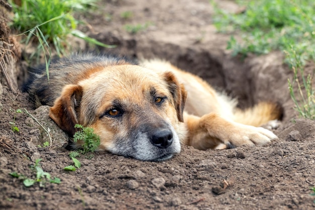 A large brown dog lies in a dug pit