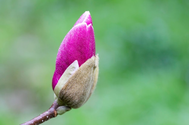 A large Bud of pink Magnolia grows on a tree on a spring day in a garden in Europe rosebud and large green leaves on the background