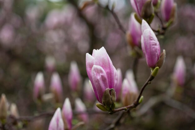 A large Bud of pink Magnolia grows on a tree on a spring day in a garden in Europe rosebud and large green leaves on the background