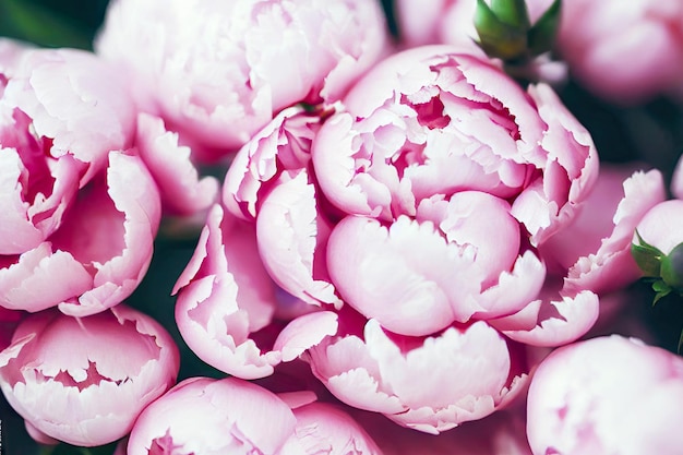 Large bud of pink peonies closeup in garden on blurred background