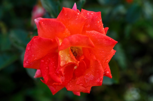 Large bud of red rose in drops of morning dew